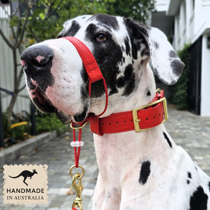A dog wearing a fiery red Kangaroo leather head halter attachment and buckle collar with brass hardware.