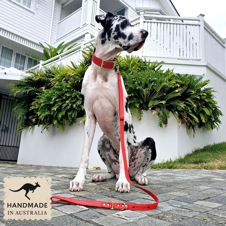 Luxury fiery red leather kangaroo dog collar and lead. Handmade in Australia