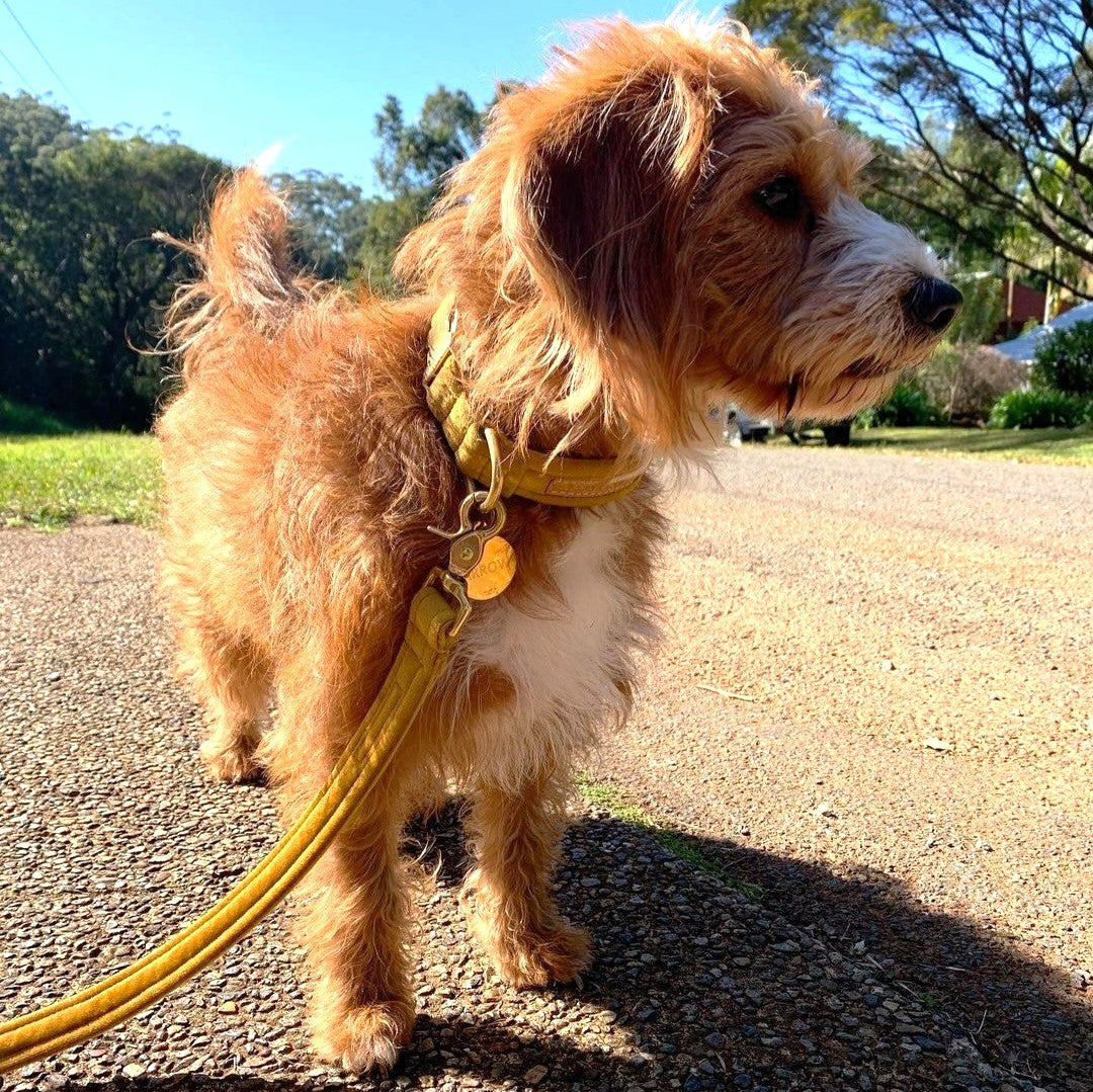 Gold Velvet Buckle Collar