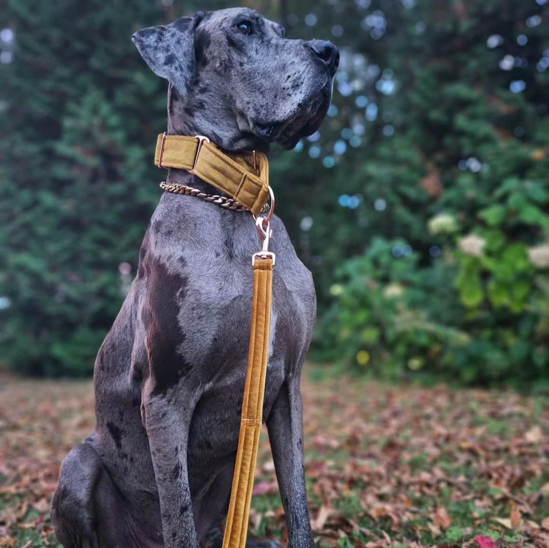 Gold Velvet Martingale Collar