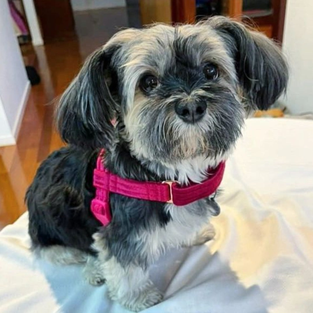 little dog toy breed handmade velvet harness