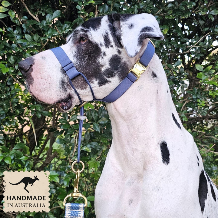 Storm Blue Complete Adventure Training Halter