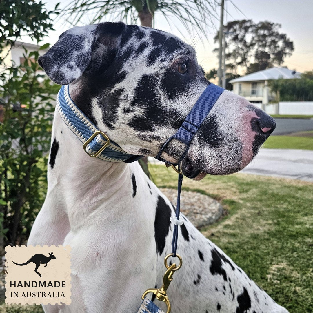 Storm Blue Adventure Head Halter Attachment
