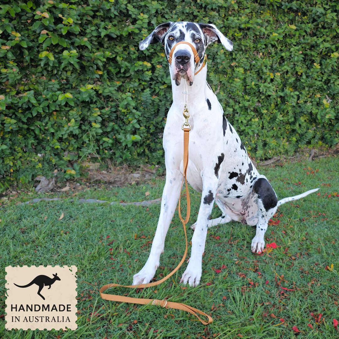 Caramel Latte Adventure Lead