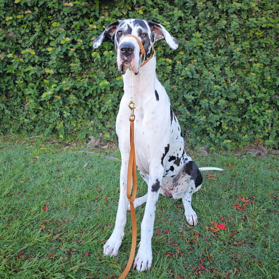 Caramel Latte Adventure Lead