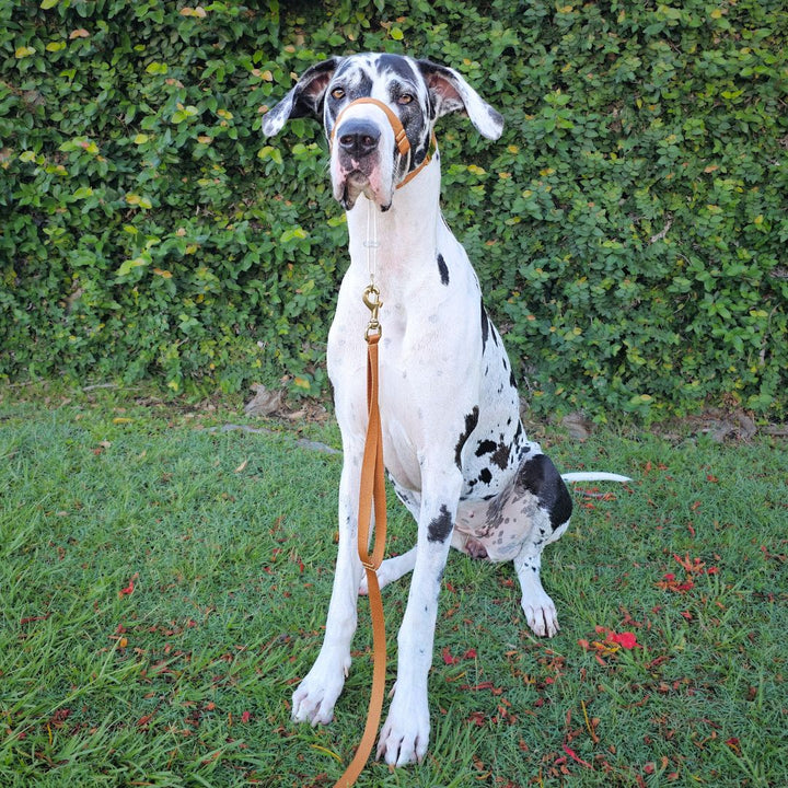 Caramel Latte Adventure Lead