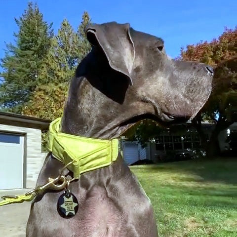 Lime Green Velvet Martingale Collar