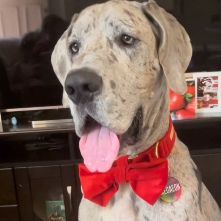 Custom Bow Tie