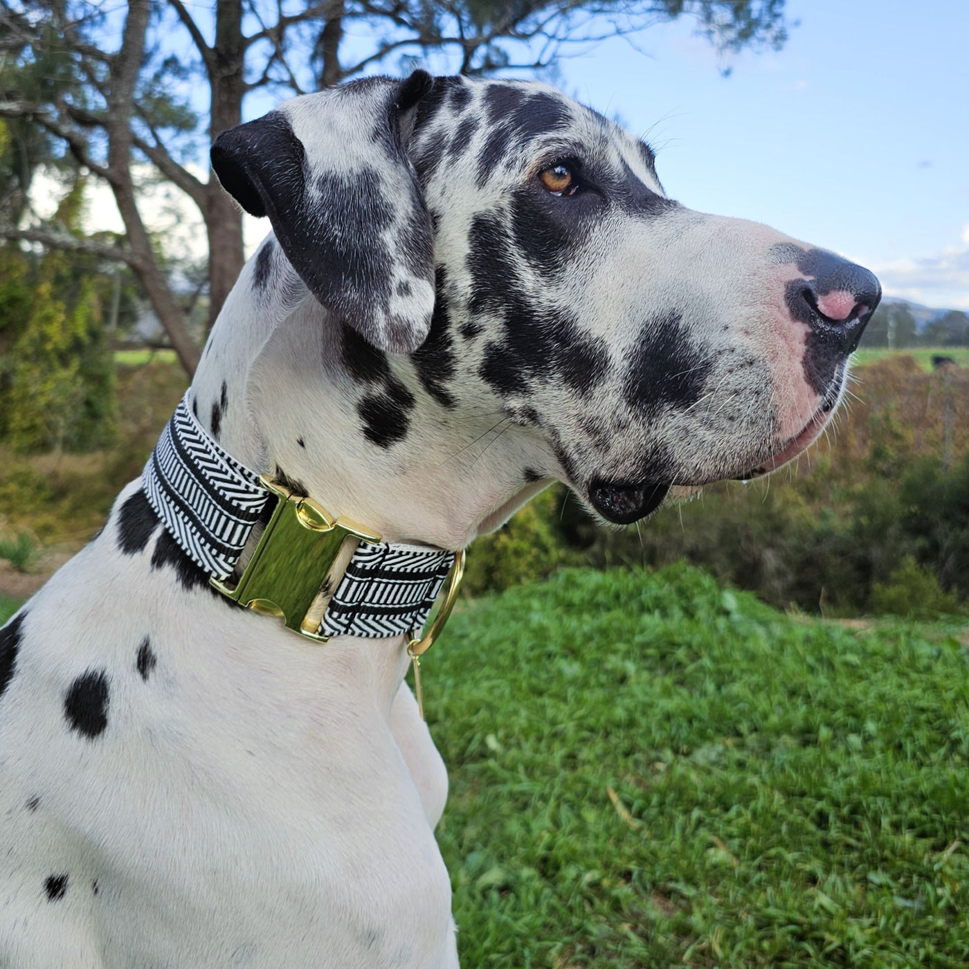 Aztec Buckle Collar