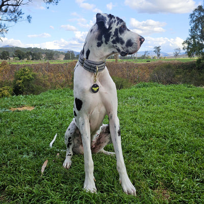 Aztec Martingale Collar