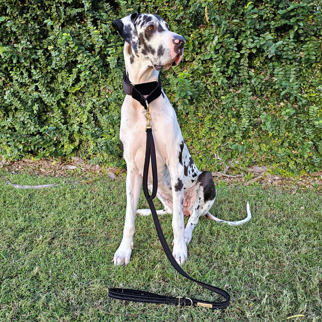 black velvet luxury dog lead leash hands free leash