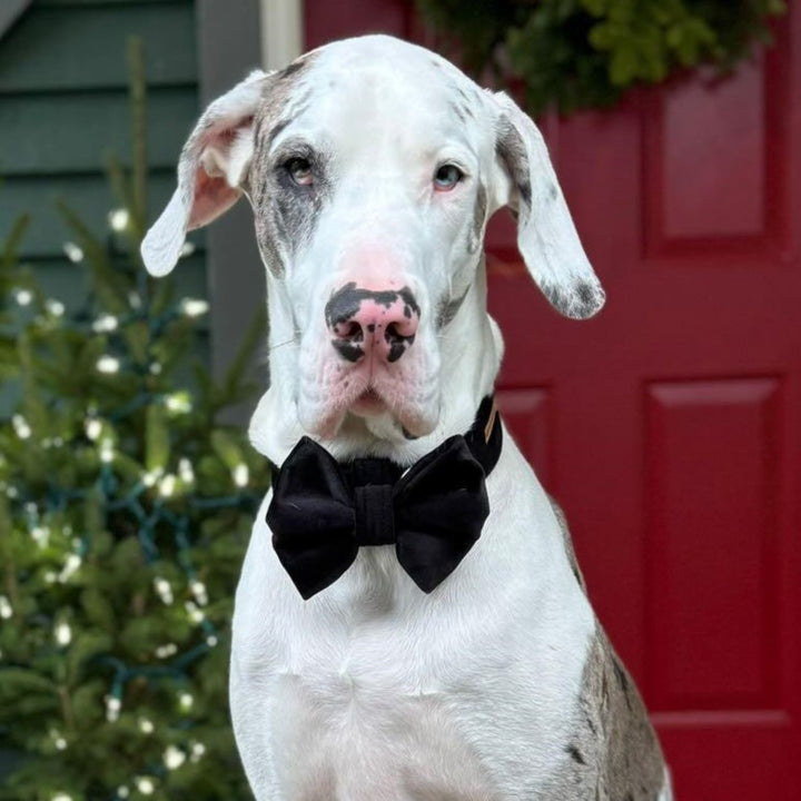 Custom Bow Tie