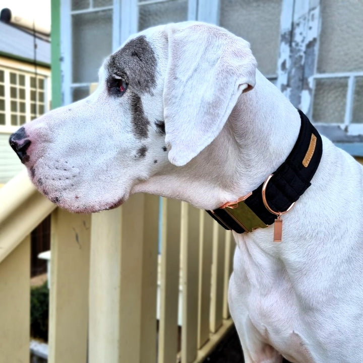 black luxury velvet buckle dog collar
