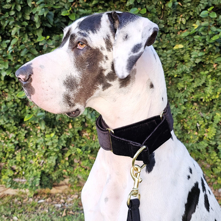 Black Luxury Velvet Martingale Collar