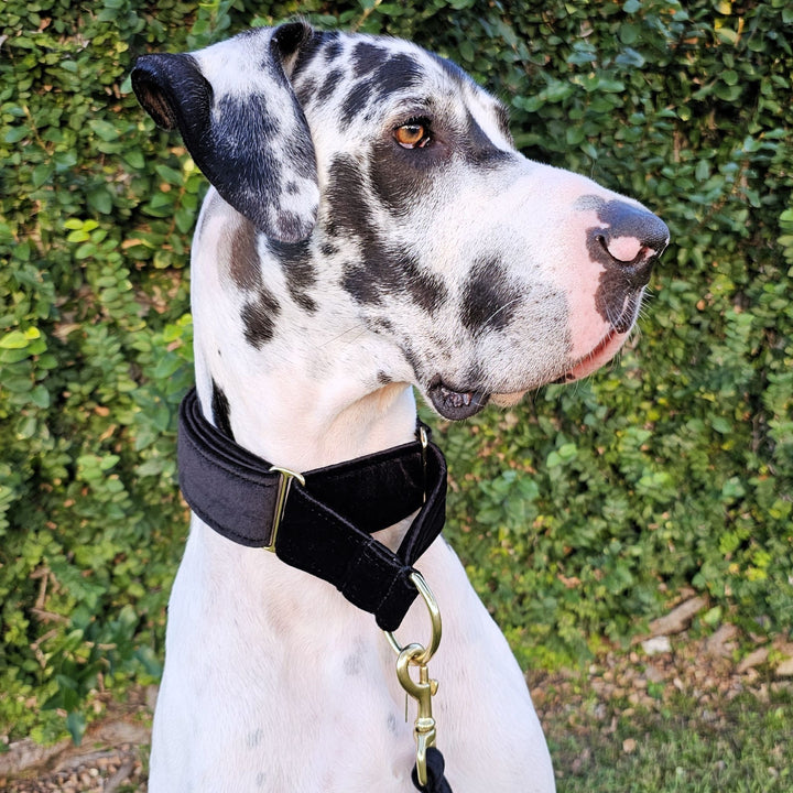 Black Luxury Velvet Martingale Collar
