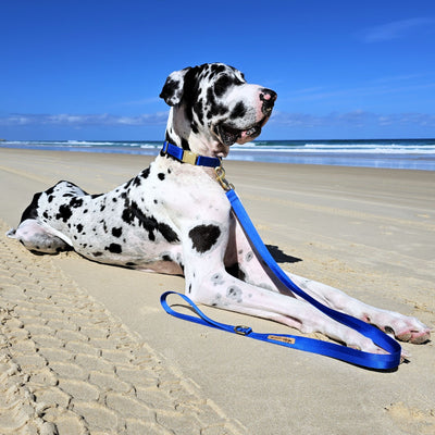 royal blue nylon webbing webbed adventure beach buckle collar