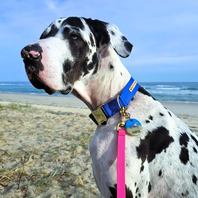 royal blue nylon webbing webbed adventure beach buckle collar