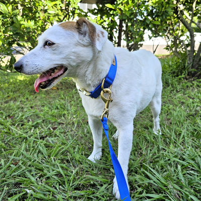 Royal Blue Adventure Buckle Collar