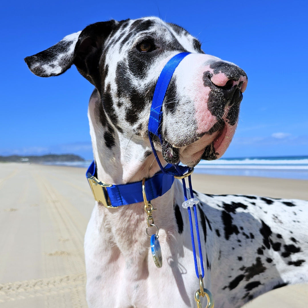 royal blue head halter attachment nylon webbing webbed adventure beach walk