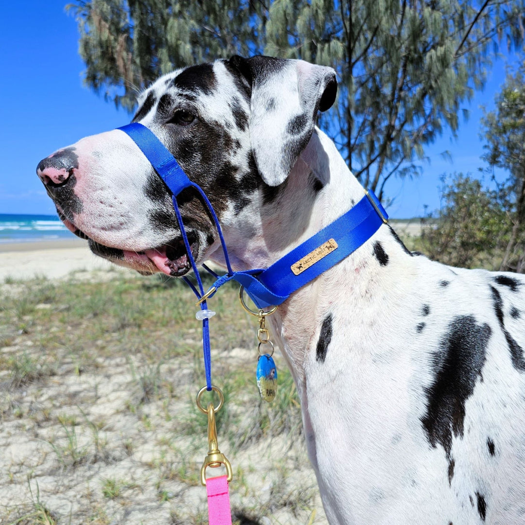 royal blue head halter attachment nylon webbing webbed adventure beach walk