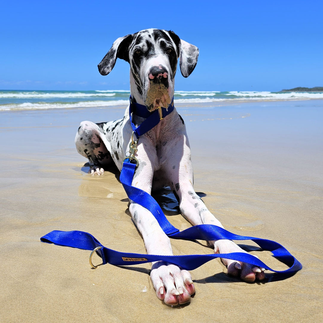 royal blue nylon webbing webbed adventure beach lead leash