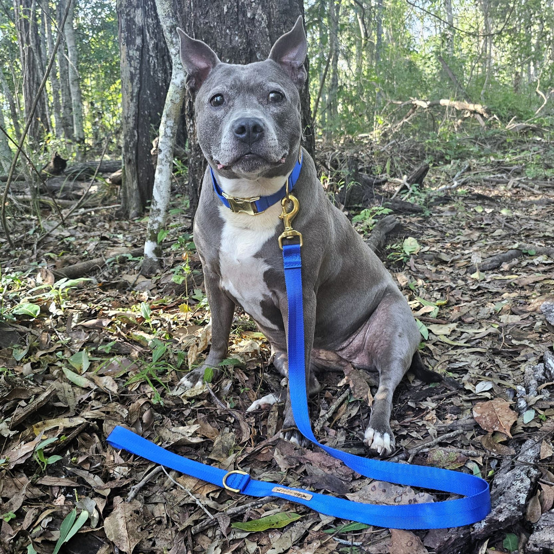 royal blue nylon webbing webbed adventure beach lead leash