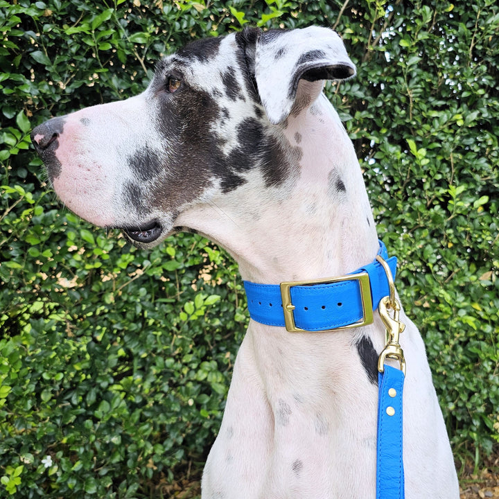 Azure Blue Luxury Leather Buckle Collar