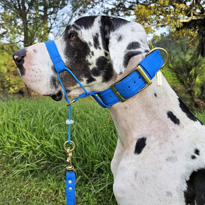 Azure Blue Luxury Kangaroo Leather Buckle Collar