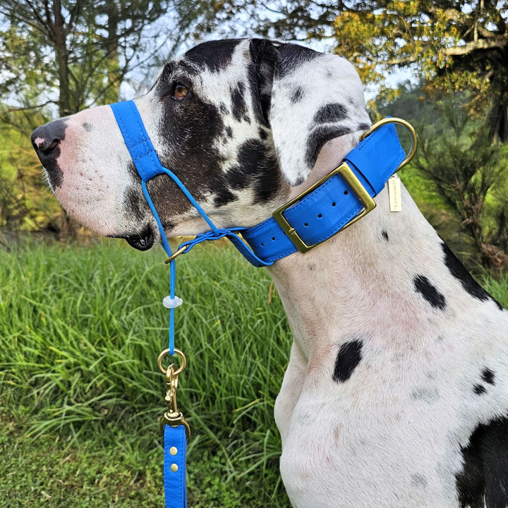 Azure Blue Luxury Leather Head Halter Attachment