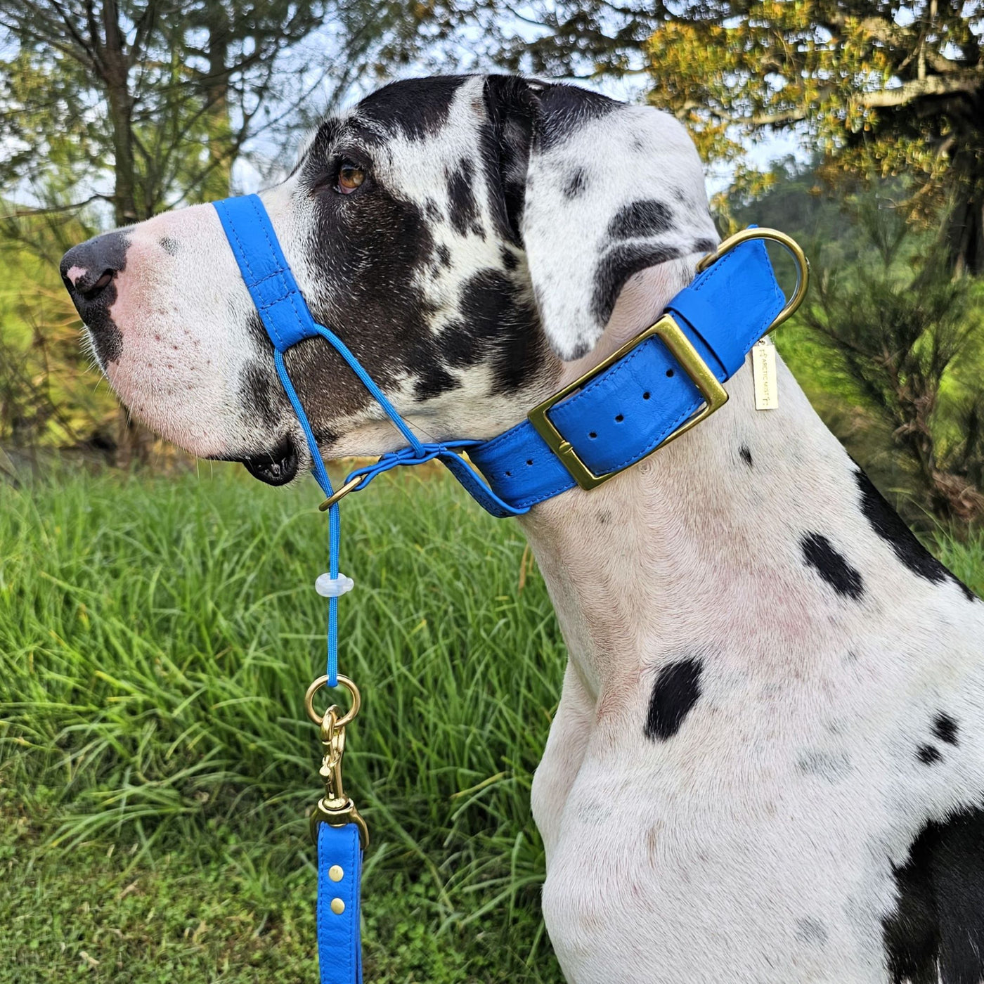 Azure Blue Luxury Kangaroo Leather Head Halter Attachment