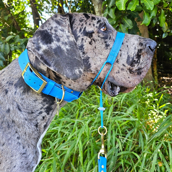 Azure Blue Luxury Leather Head Halter Attachment