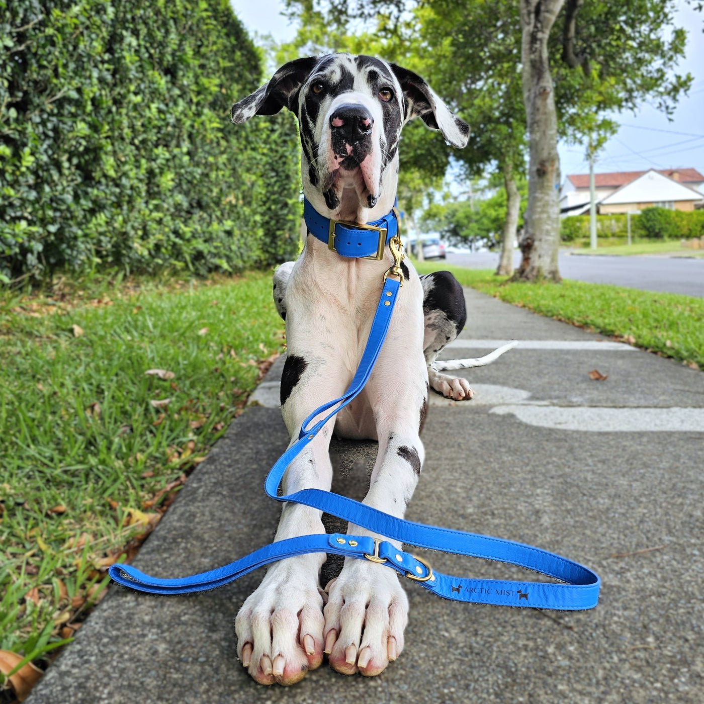 Azure Blue Luxury Kangaroo Leather Lead