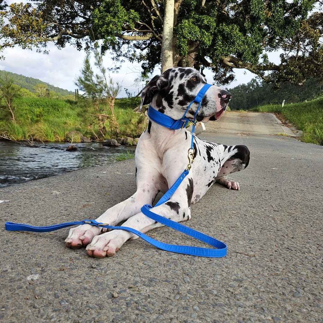 Azure Blue Luxury Leather Head Halter Attachment
