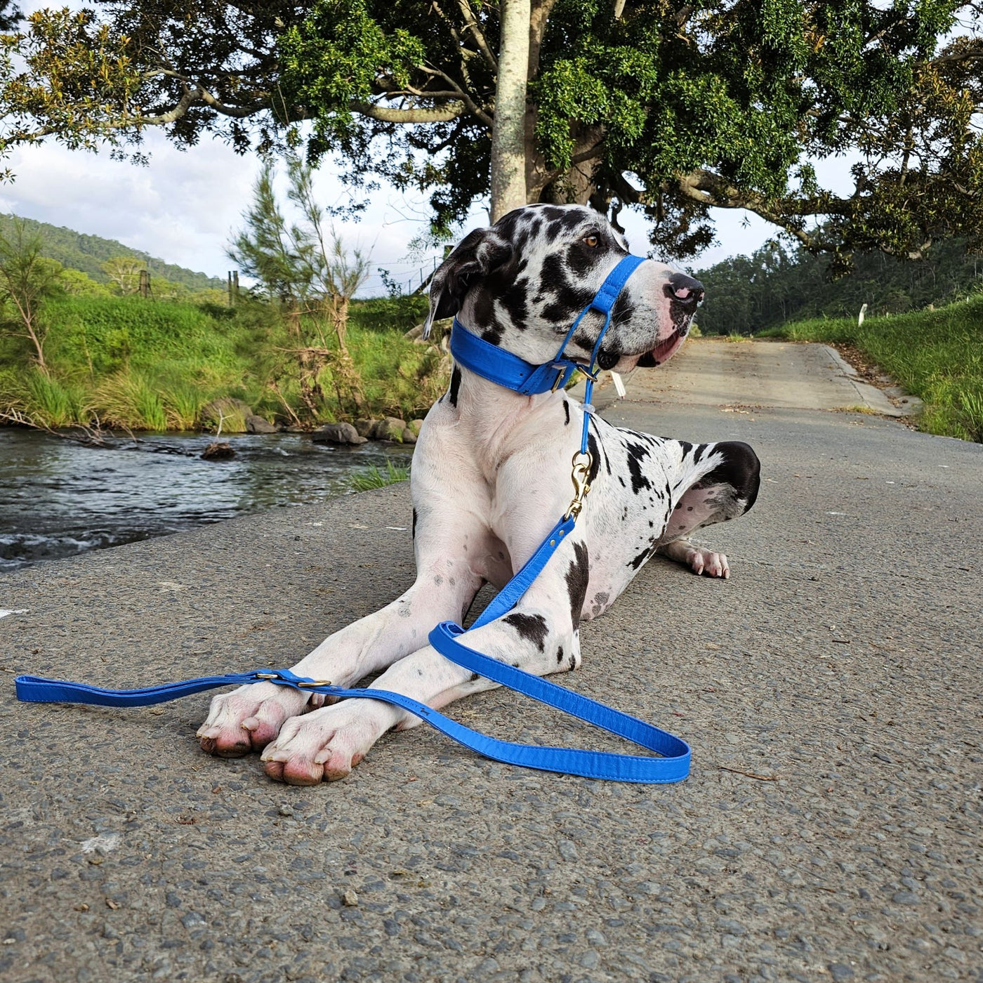 Azure Blue Luxury Kangaroo Leather Head Halter Attachment