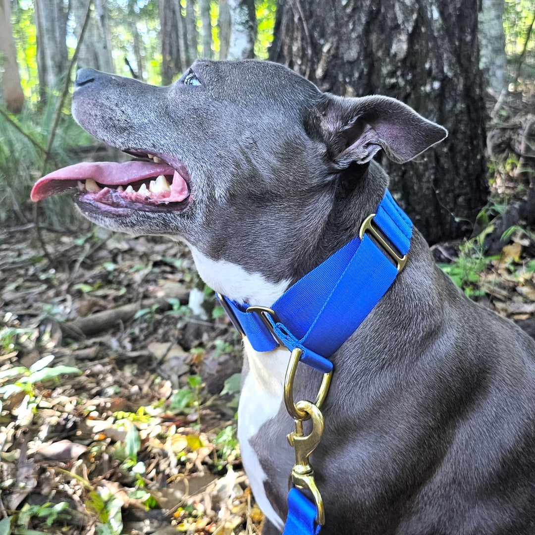 royal blue nylon webbing webbed beach adventure martingale collar