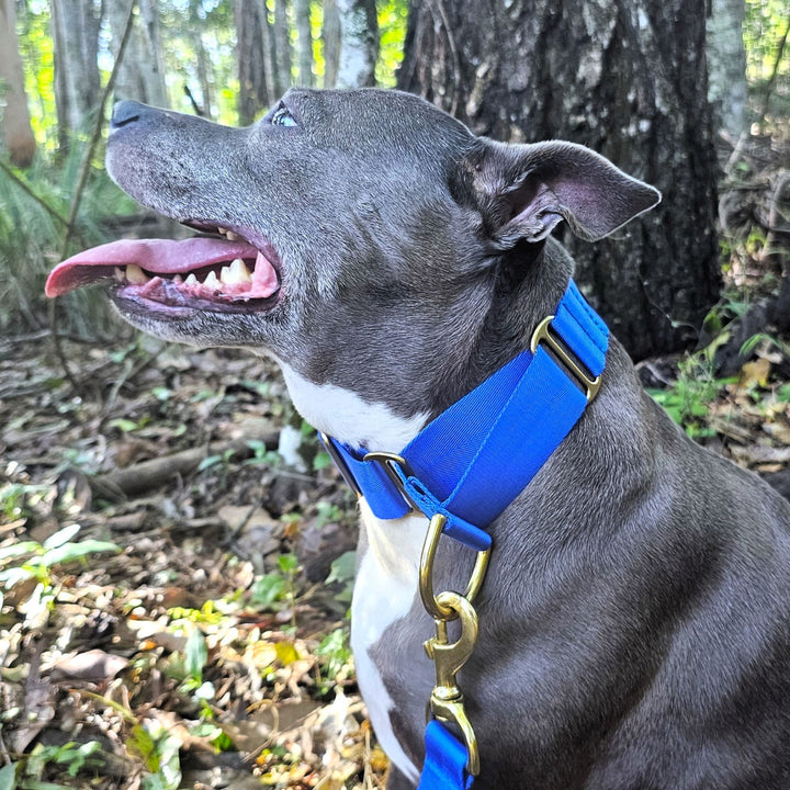 royal blue nylon webbing webbed beach adventure martingale collar