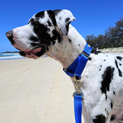 royal blue nylon webbing webbed beach adventure martingale collar