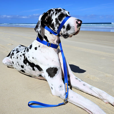 slip lead head halter dog nylon webbing webbed adventure beach royal blue