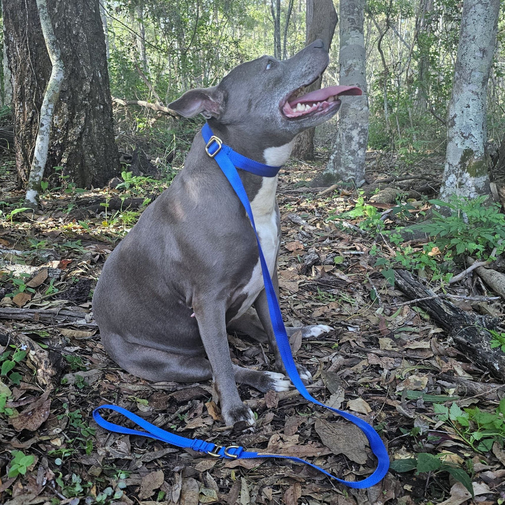 slip lead head halter dog nylon webbing webbed adventure beach royal blue
