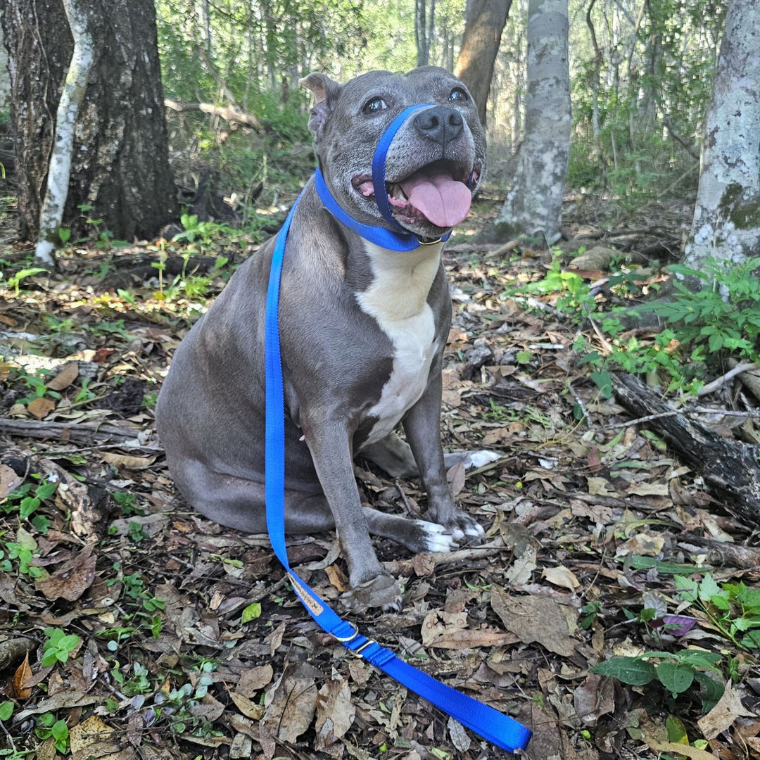 slip lead head halter dog nylon webbing webbed adventure beach royal blue