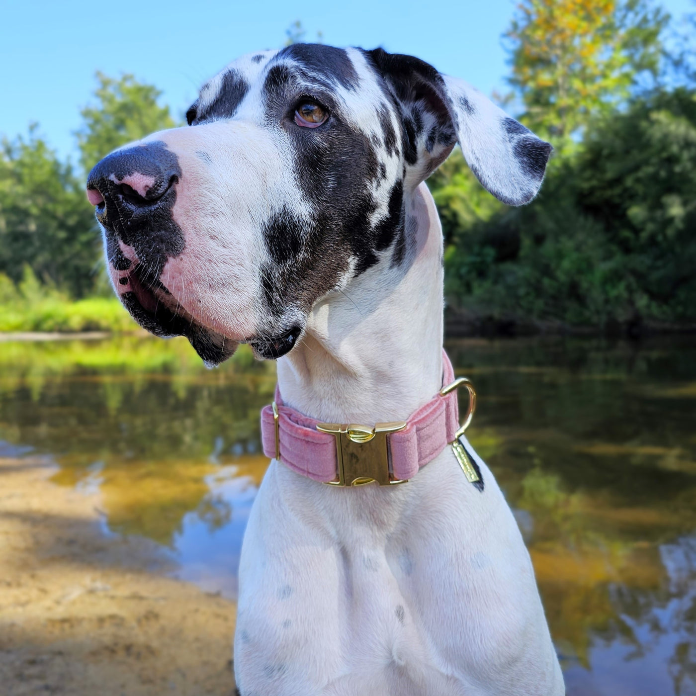 blush pink luxury velvet buckle dog collar 