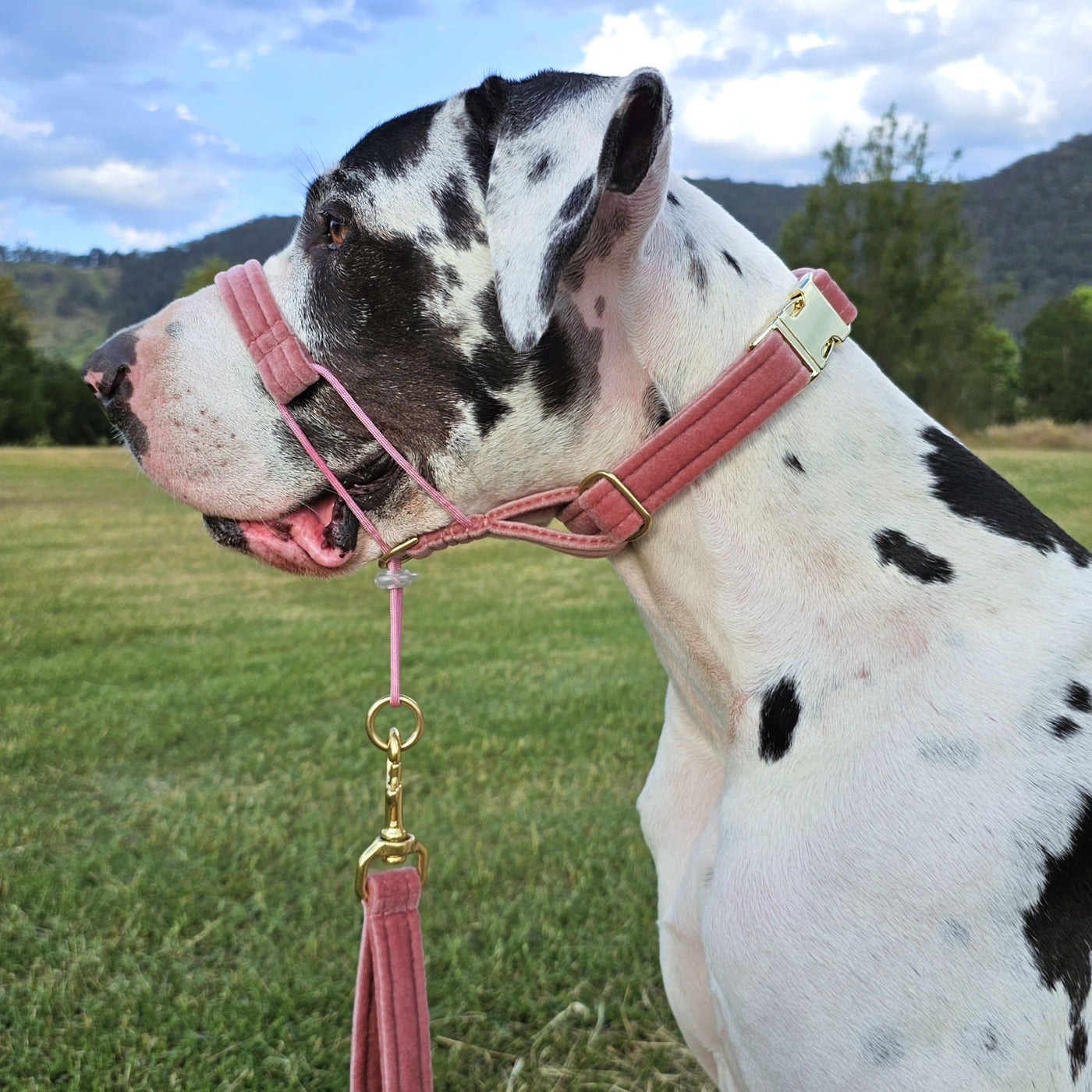 blush pink luxury velvet buckle dog collar head halter halti