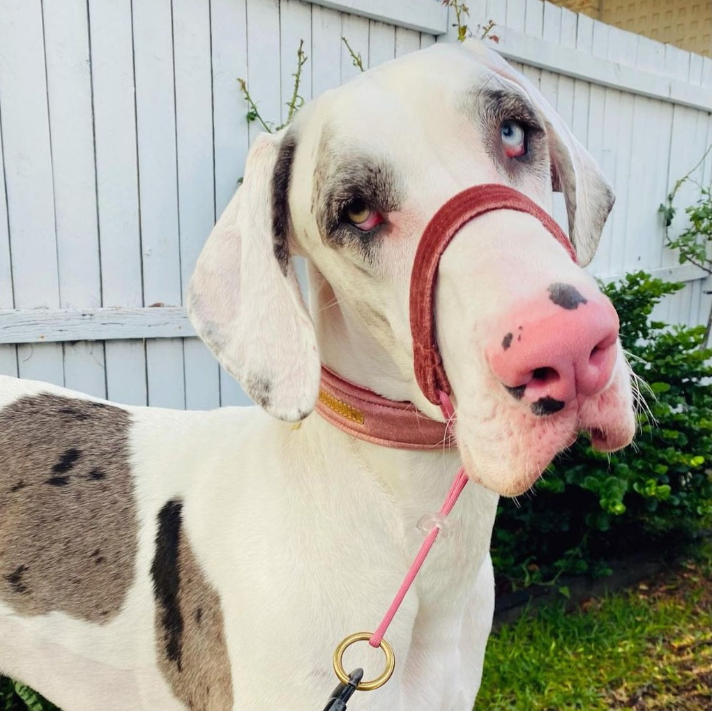 blush pink luxury velvet buckle dog collar head halter halti