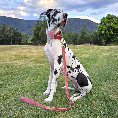 blush pink luxury velvet dog lead leash martingale collar