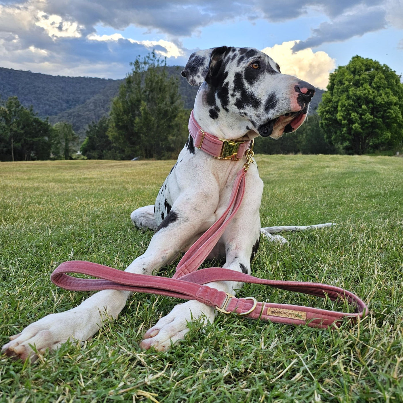 blush pink luxury velvet buckle dog collar lead leash