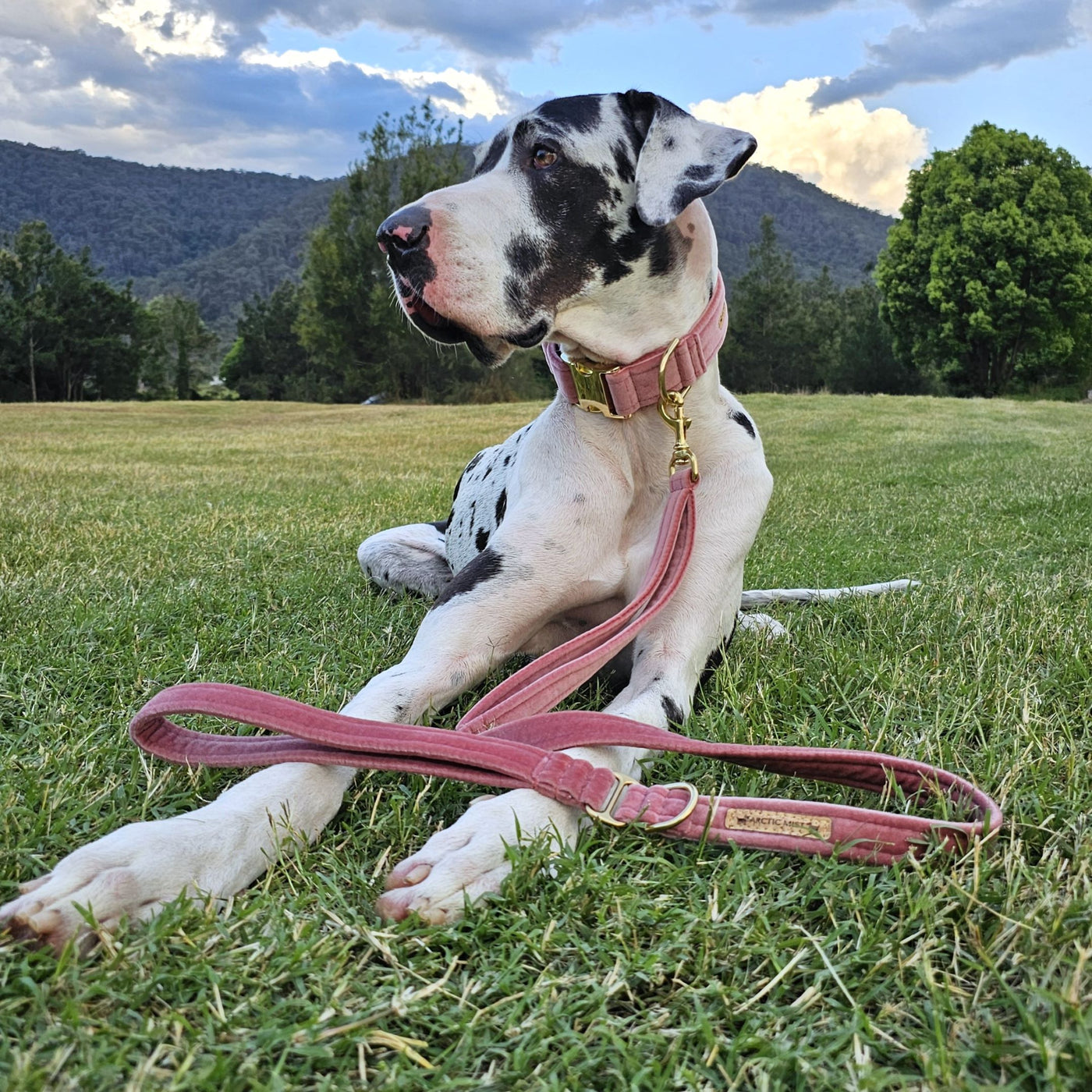 blush pink luxury velvet buckle dog collar lead leash