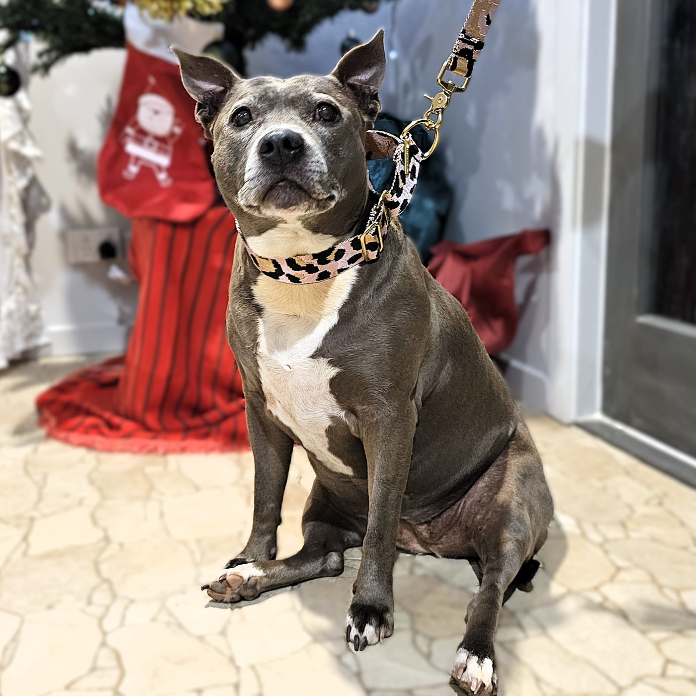 Blush Leopard Martingale Collar