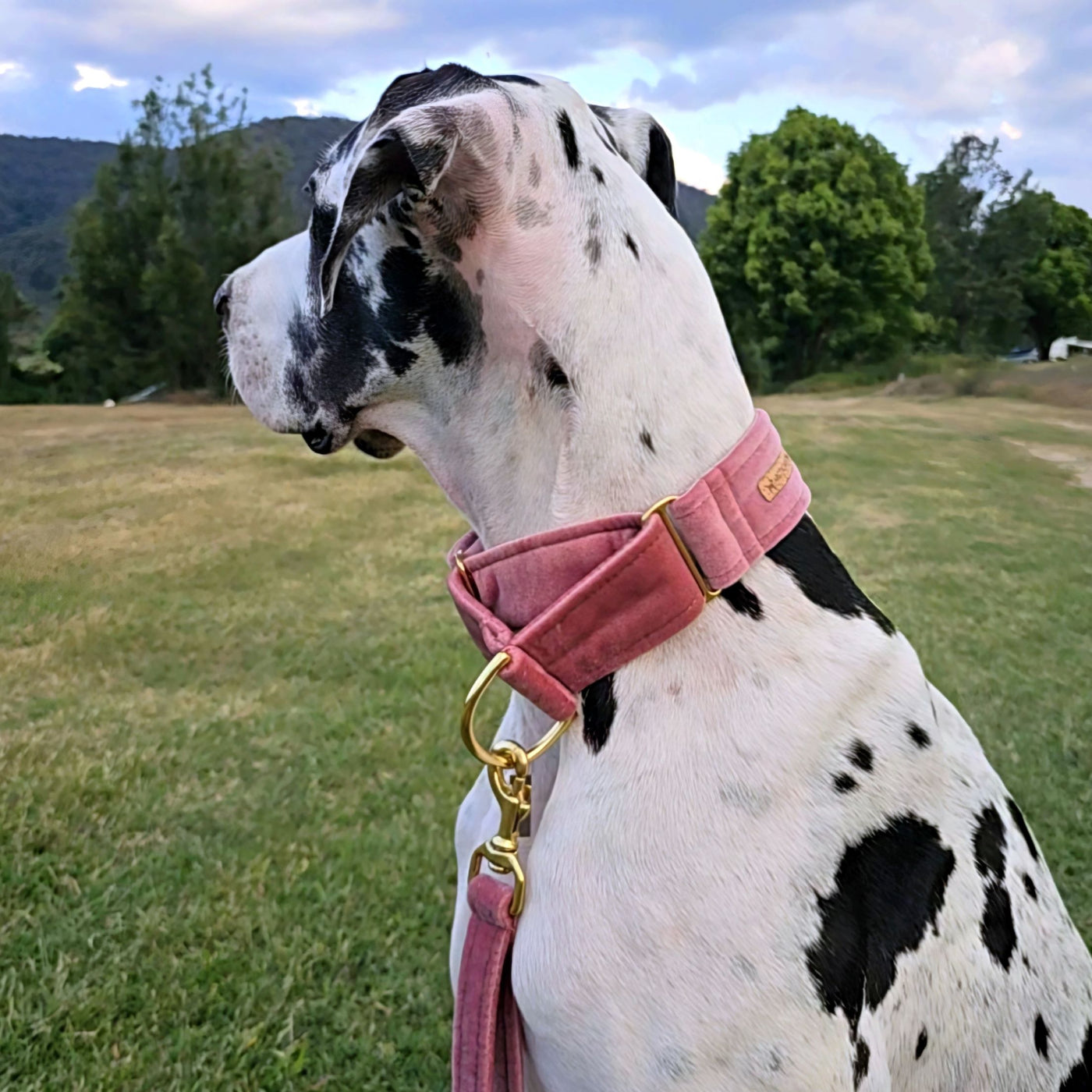 blush pink luxury velvet dog martingale collar slip collar