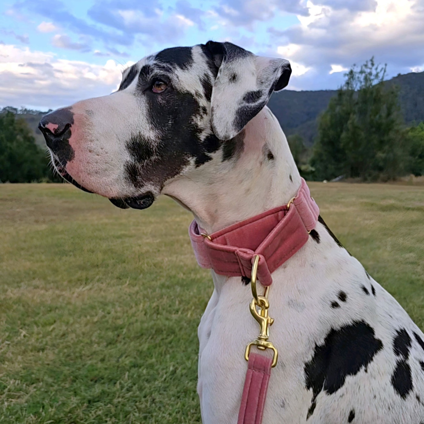 blush pink luxury velvet dog martingale collar slip collar