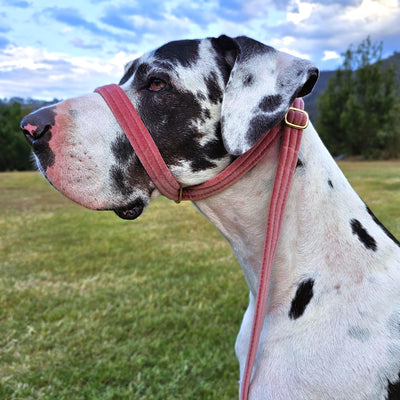 blush pink luxury velvet dog slip collar slip lead head halter